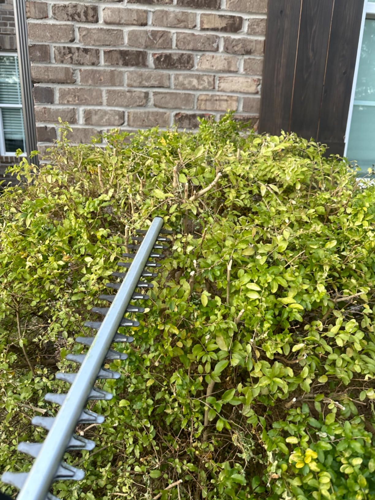 MZK 20V Cordless Hedge Trimmer, Bush & Shrub Cutter, 22-Inch Blade customer photo 1