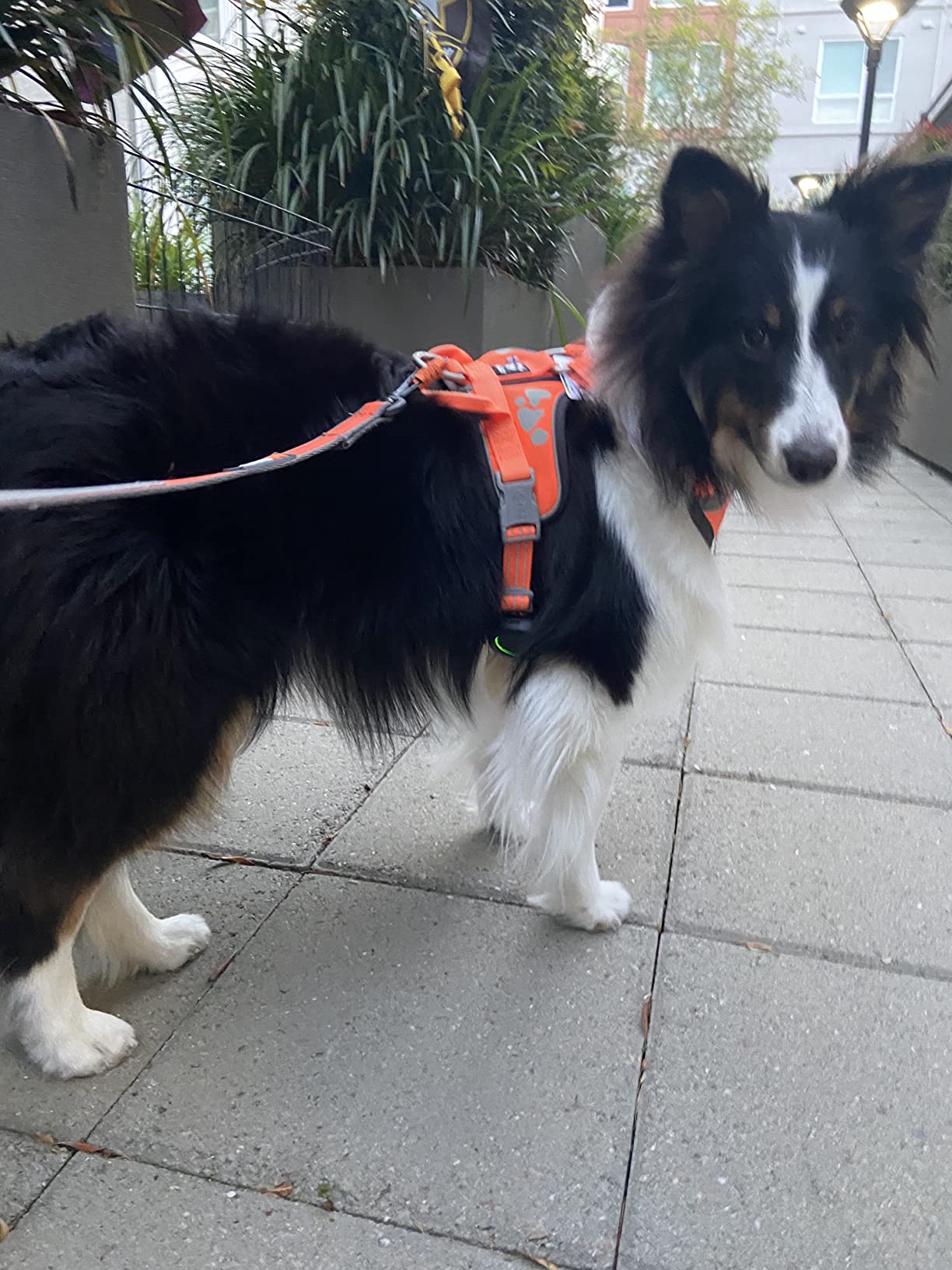 Aorkuler GPS Dog Tracker – No Phone, No Signal, No Subscription | Real-Time Direction & Distance Up to 3.5 Miles | Built for Hiking, Farms & Off-Grid Adventures (Tracker 2) customer photo 1
