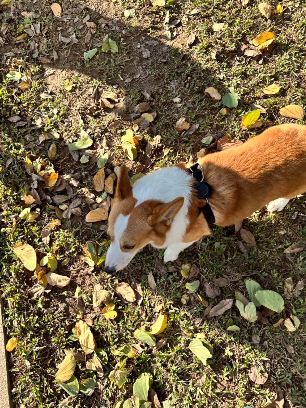 Aorkuler GPS Dog Tracker – No Phone, No Signal, No Subscription | Real-Time Direction & Distance Up to 3.5 Miles | Built for Hiking, Farms & Off-Grid Adventures (Tracker 2) customer photo 2
