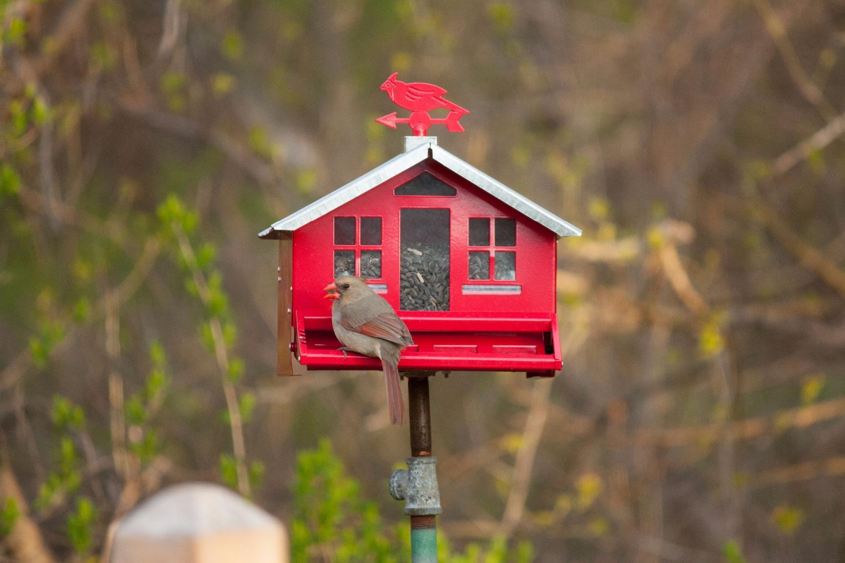 Perky-Pet Squirrel-Be-Gone II Country Style Bird Feeder, 8 lb Seed Capacity customer photo 2