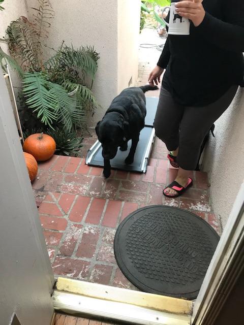PetSafe Happy Ride Extra Long Telescoping Dog Ramp, Portable Pet Ramp for Cars, Trucks & SUVs with Adjustable Sizing | Extends 47-87 in to Reach Tall Trucks & SUVs, Rubber Feet, Side Rails, Safety Latch for Storage, Supports Dogs up to 300 Lb customer photo 1