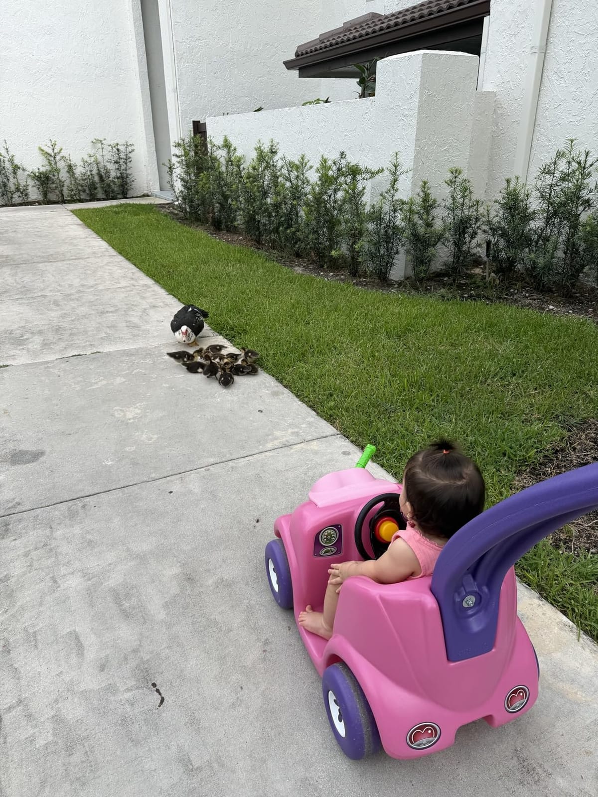 Step2 Push Around Buggy Kids Push Car, Ride On Toy, Stroller Substitute, Includes Seat Belt & Horn, Made of Durable Plastic, Max Weight 50 lbs., For Toddlers 1.5-4 Years Old, Pink customer photo 1