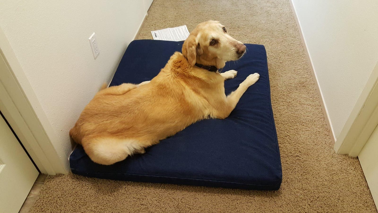 Dogbed4less Extra Large Orthopedic Memory Foam Dog Bed for Large Dogs with Durable Waterproof Internal Case, Removable Washable Denim Cover and Bonus Pet Bed Cover, 47X29X4 Fits 48X30 Dog Crate, Blue customer photo 1
