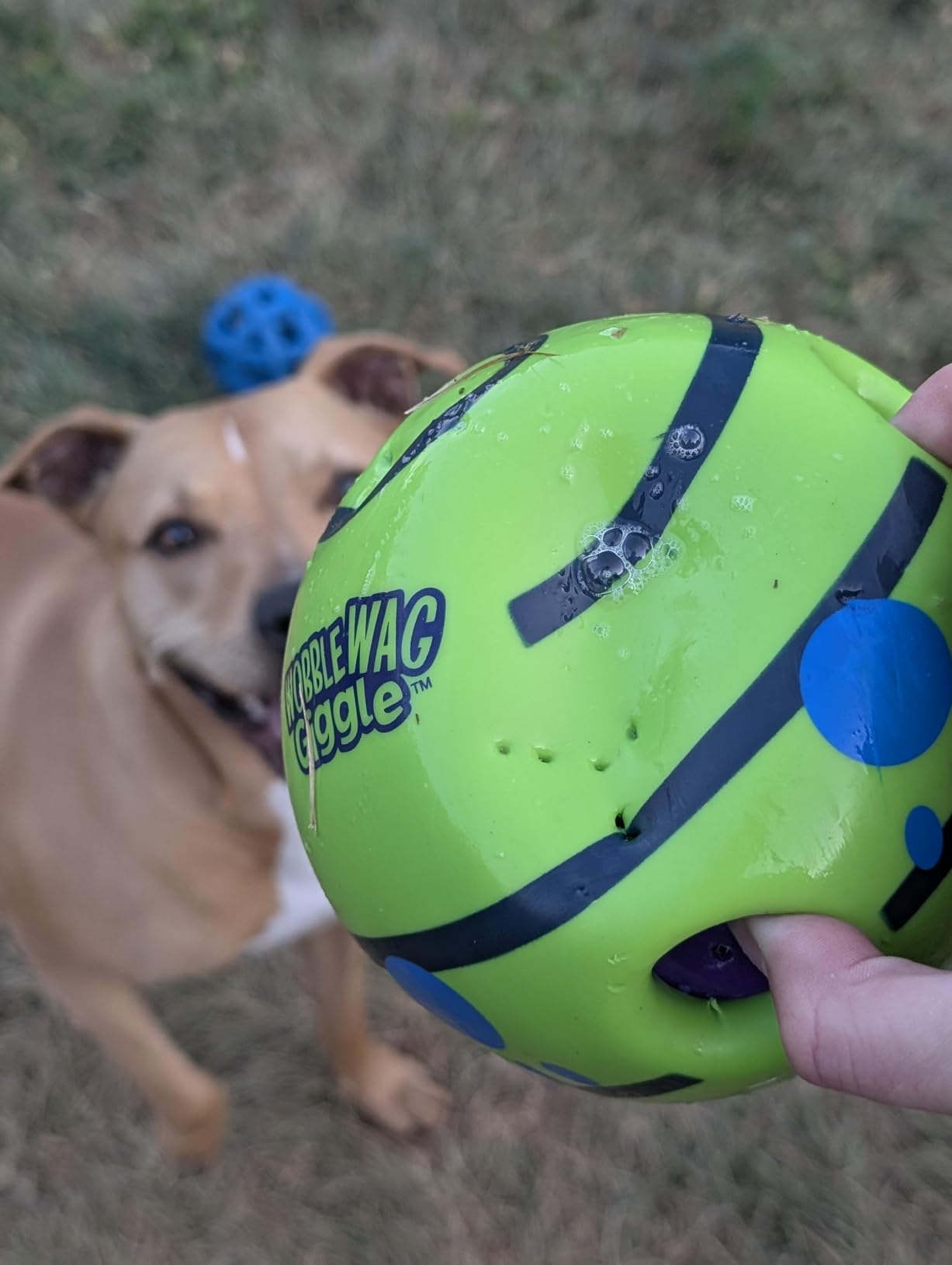 Wobble Wag Giggle Ball, Interactive Dog Toy, Fun Giggle Sounds When Rolled or Shaken, Pets Know Best, As Seen On TV customer photo 2