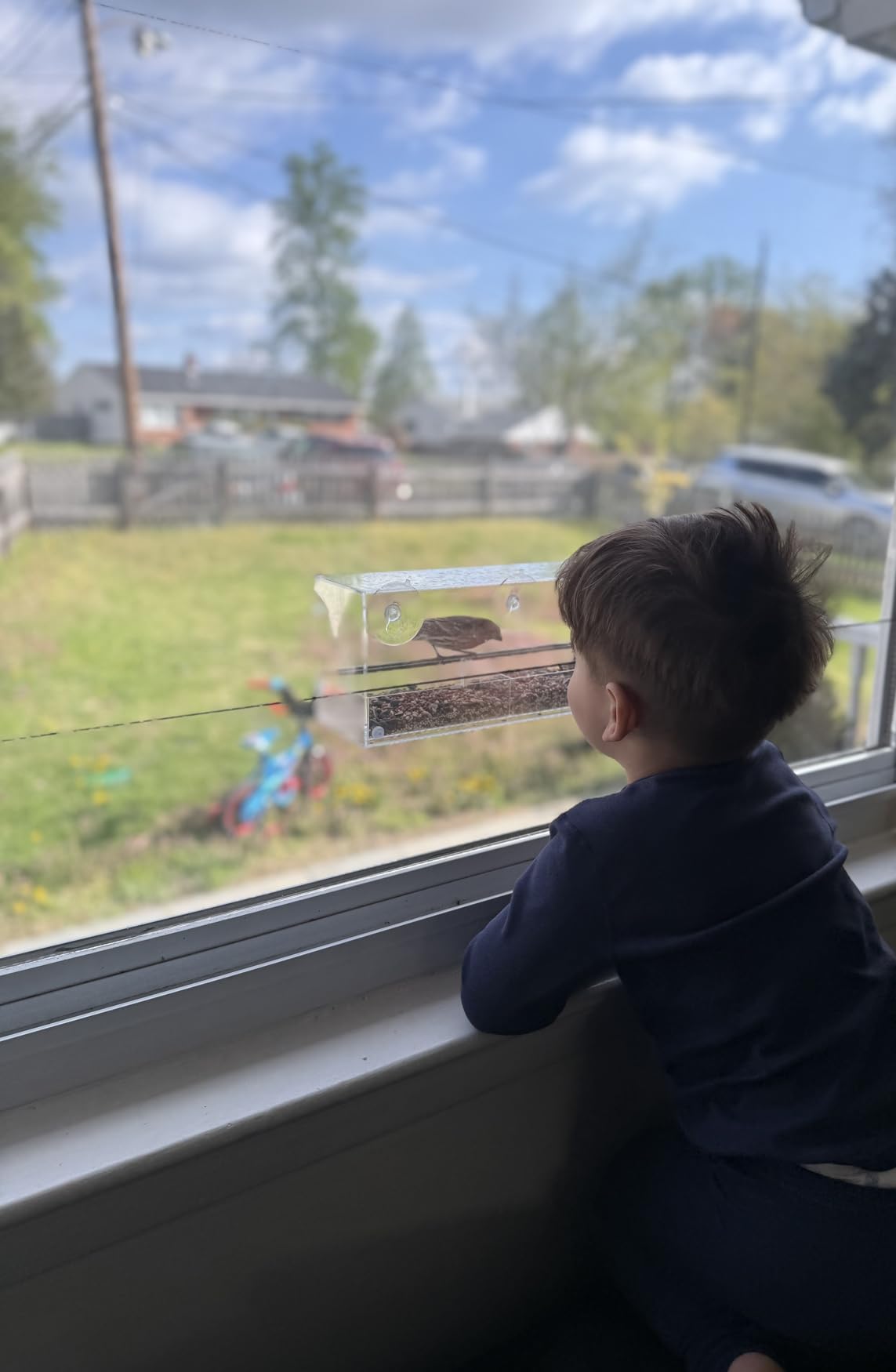 Window Bird Feeder by Nature's Hangout - No Assembly, Strong Suction Cups customer photo 2