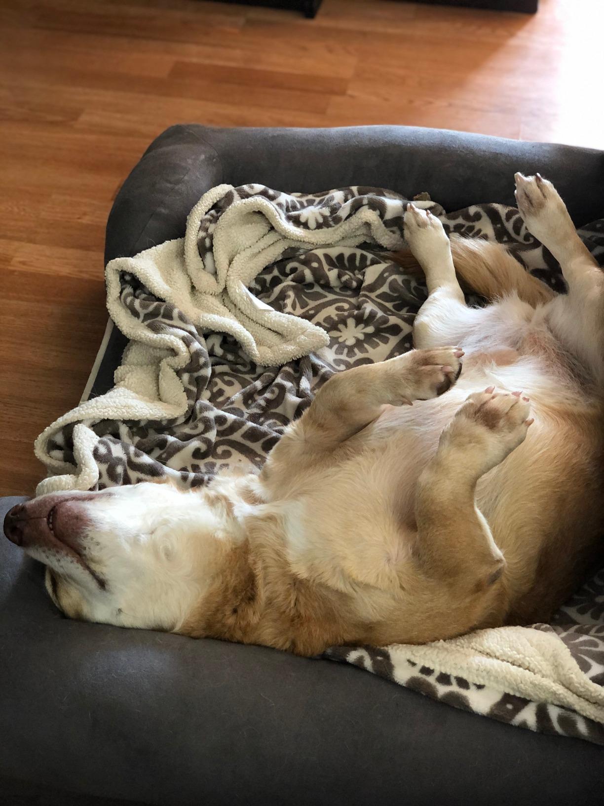 Friends Forever Large Dog Bed Couch, Orthopedic Pet Sofa Memory Foam customer photo 2