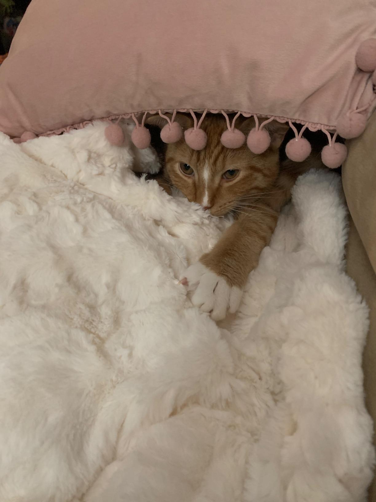 GRACED SOFT LUXURIES Faux Fur Throw Blanket Soft Marbled Ivory XL 60x80 customer photo 2