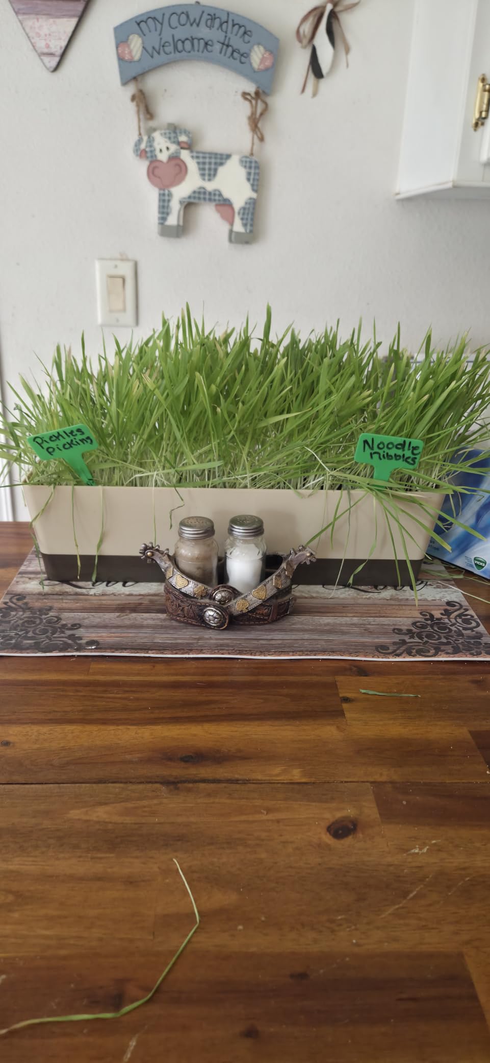 HOME GROWN 15 Herb Seed Variety Kit, 4,300+ Seeds, Culinary Herb Kit customer photo 2
