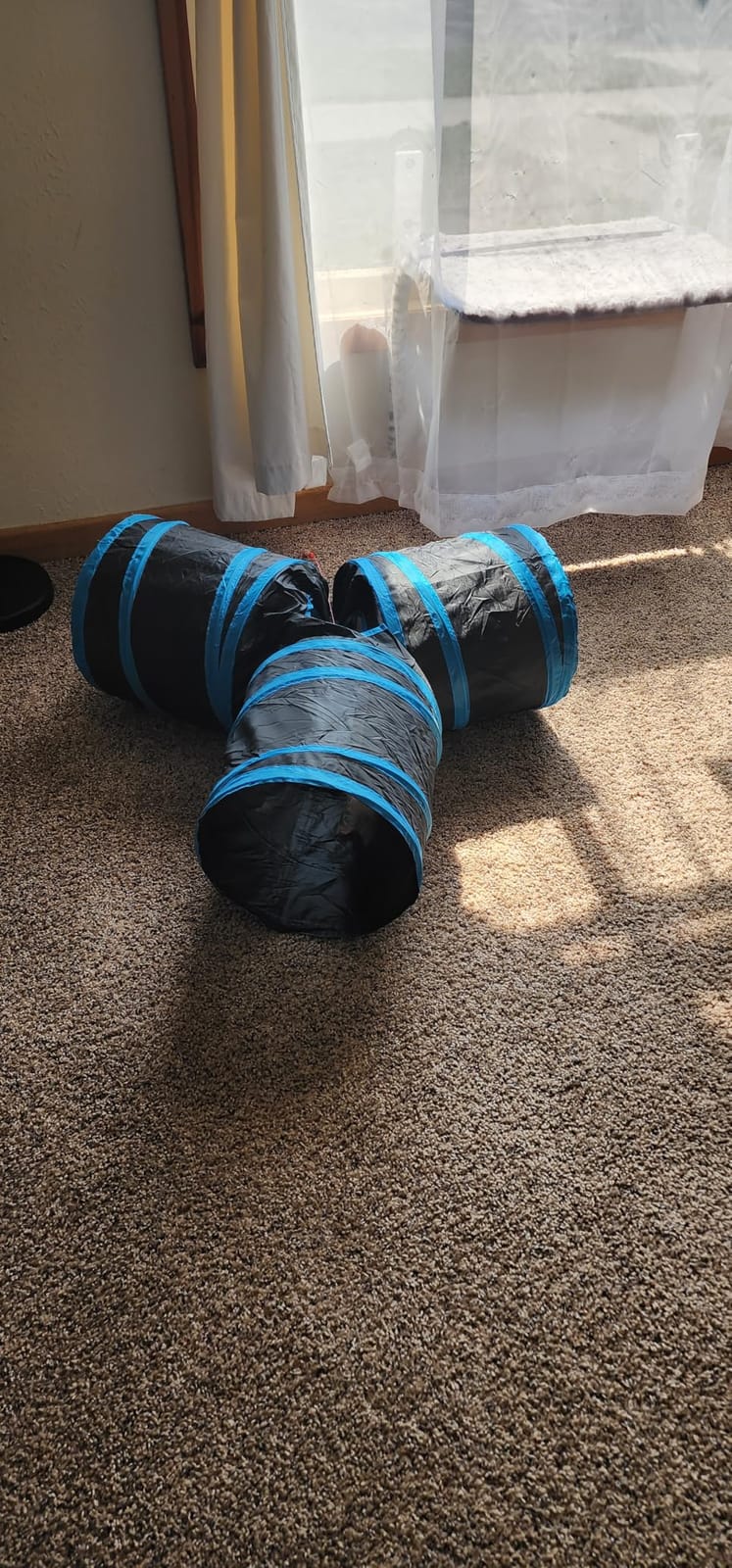 Tempcore Pet Tunnel Tube Cat Toys, Cat Tunnels for Indoor Cats customer photo 2