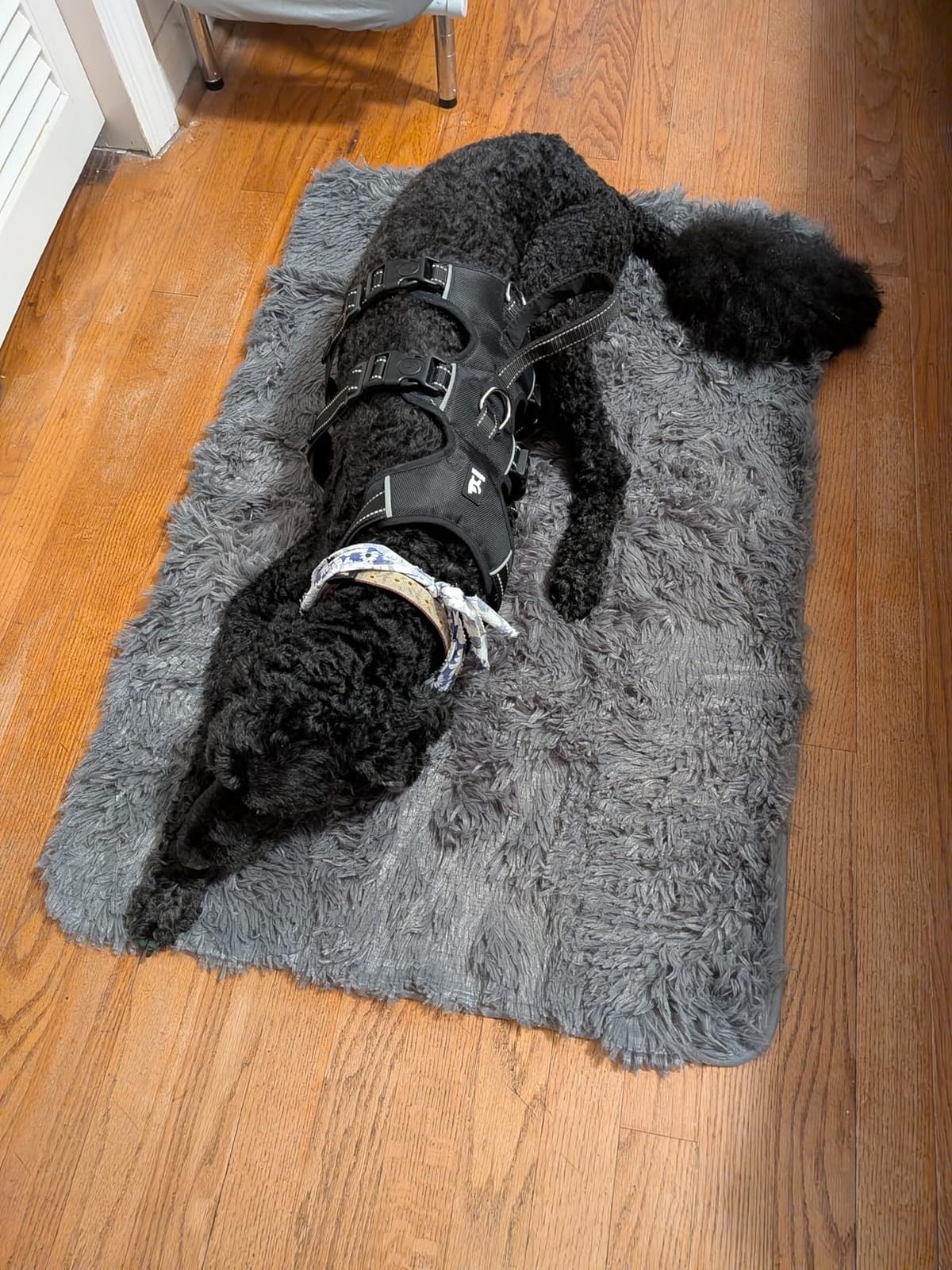 Merelax Soft Area Rug for Livingroom Bedroom, Machine Washable 4x6 Black Rugs Fluffy Shaggy Bedside Rug, Non Slip Indoor Carpet for Nursery Kids Room Home Decor Aesthetic customer photo 1