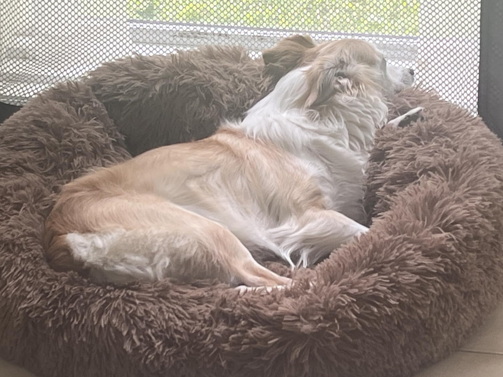 MIXJOY Orthopedic Dog Bed Comfortable Donut Cuddler Round Pet Beds Ultra Soft Washable Dog and Cat Cushion Bed (20''/23''/30'') (30'', Brown) customer photo 2