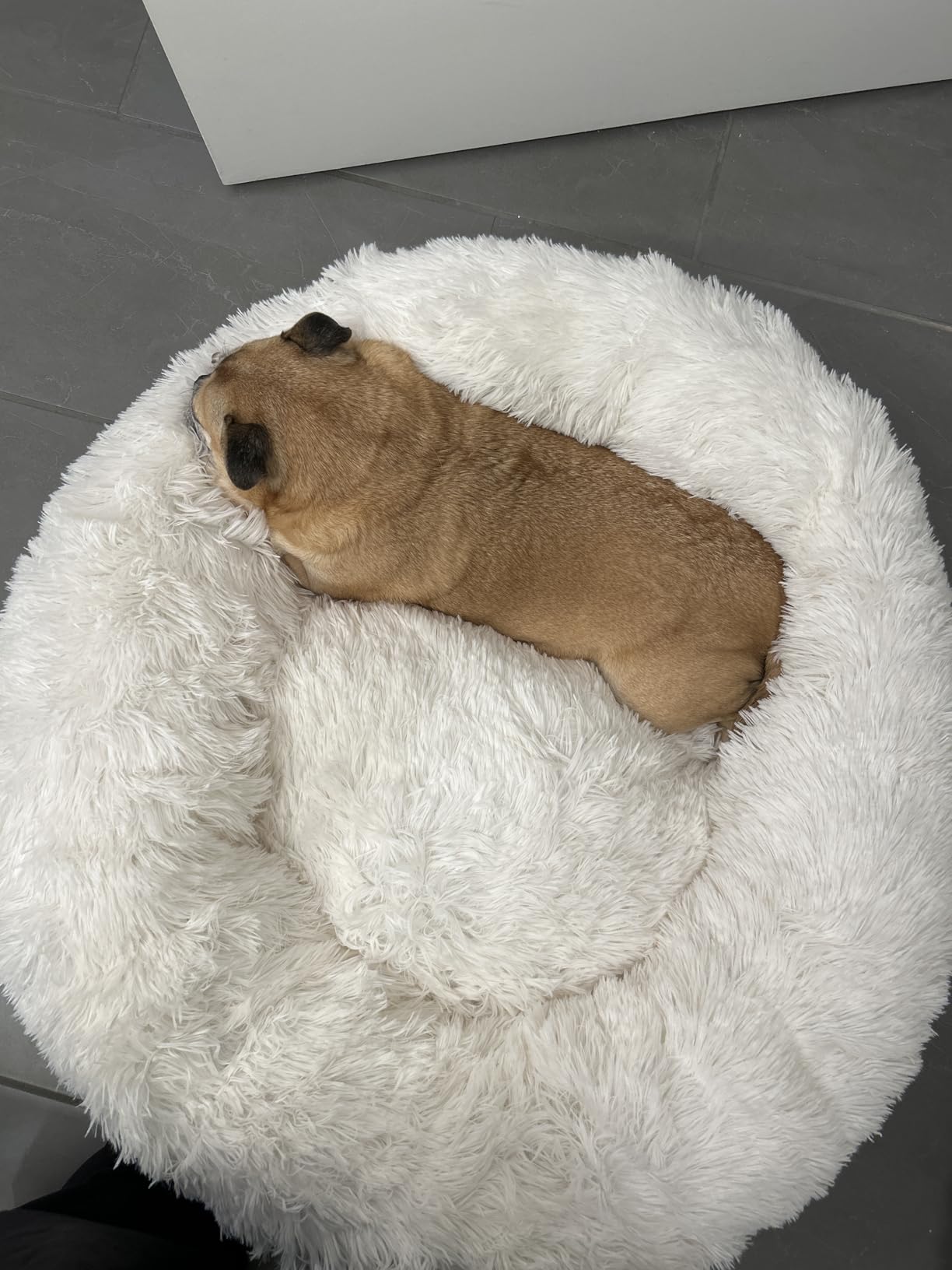 HACHIKITTY Calming Donut Cuddler Dog Bed, Round Fluffy Pet Bed with Sewn-in Cushion for Large Dogs,Washable, Large, Taupe, 30'' customer photo 2
