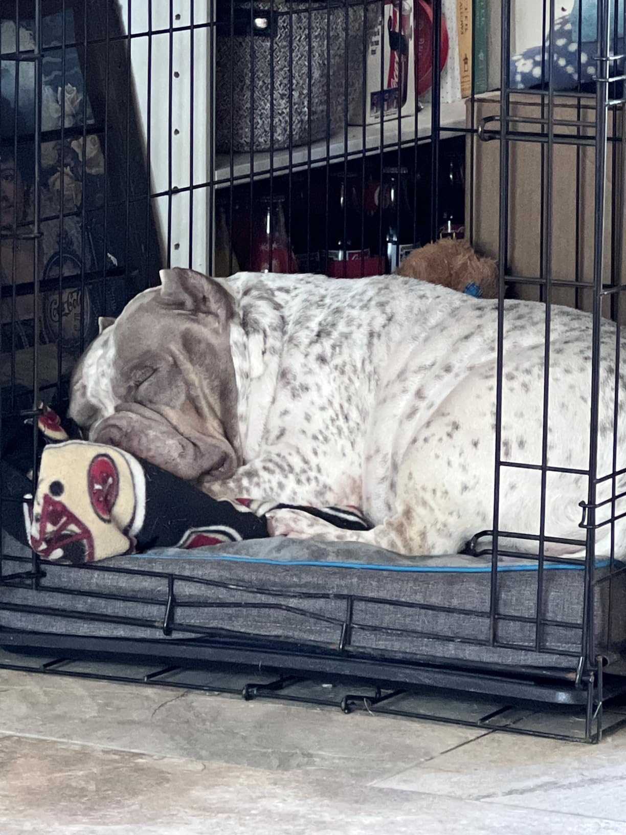 Bedsure Memory Foam Dog Beds Large Sized Dog, Orthopedic Crate Pads, 35x22 customer photo 2