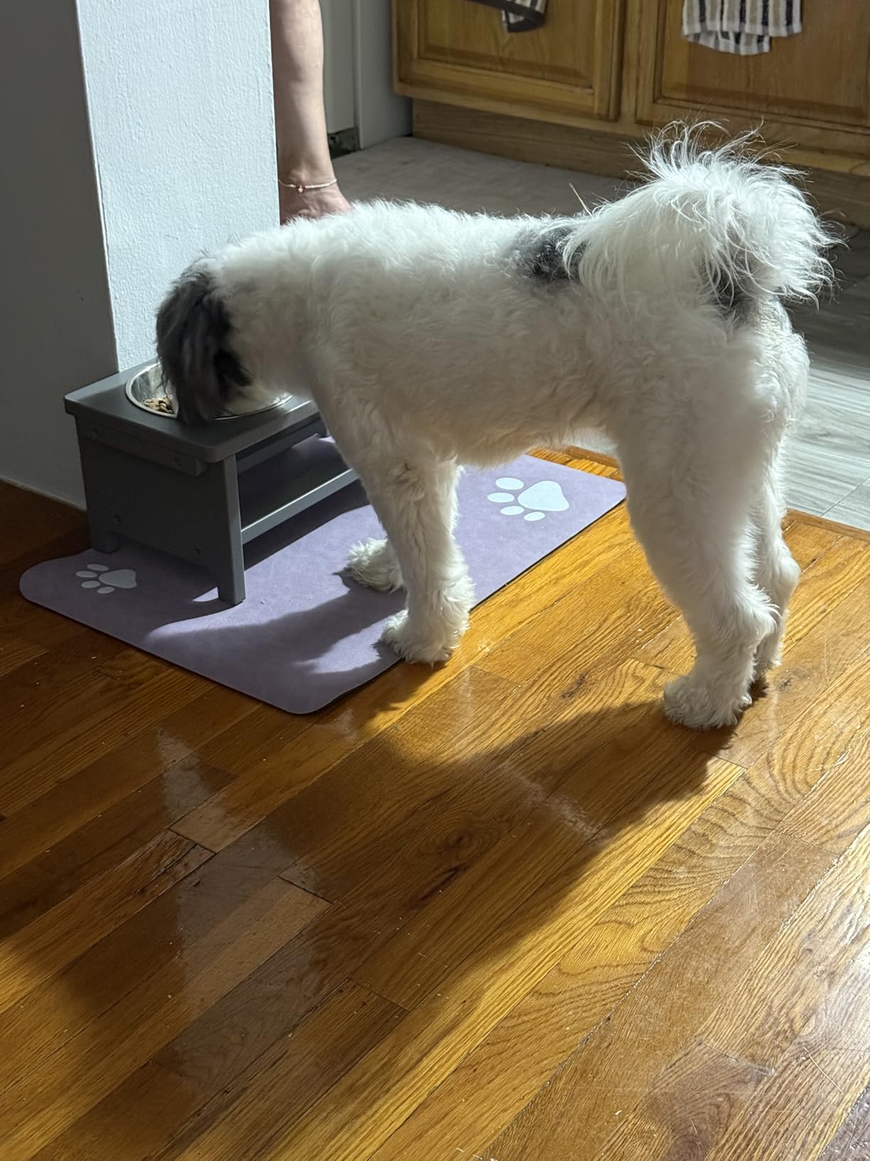 HTB Elevated Dog Bowls,Raised Dog Bowl Stand with 2 Stainless Steel Bowls,Elevated Raised Dog Bowls for Large Medium Small Sized Dogs customer photo 1