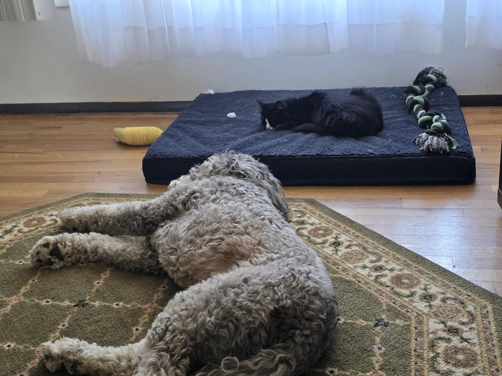 EHEYCIGA Orthopedic Dog Bed Large with Removable Washable Cover, 41IN Grey | Egg Crate Foam Support, Durable Oxford fabric, Non-Slip Bottom, Machine Washable, Soft Waterproof Plush Pet Bed Mat For Crate customer photo 2