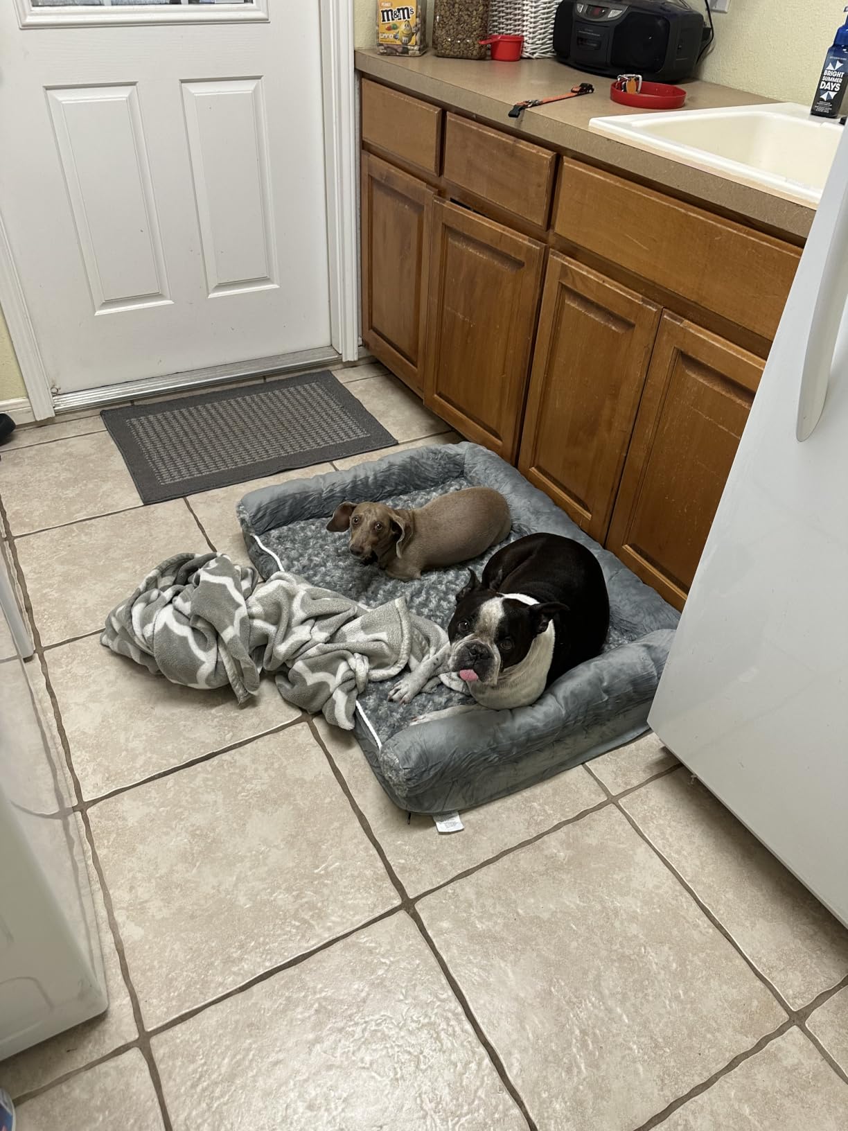 BFPETHOME Orthopedic Washable Large Dog Bed for Senior Dog Comfy Sleep | Waterproof Big Soft Pet Couch Bed for Dogs Relax with Removable Cover Supportive Egg Crate Foam Grey 36x27 Inch customer photo 2