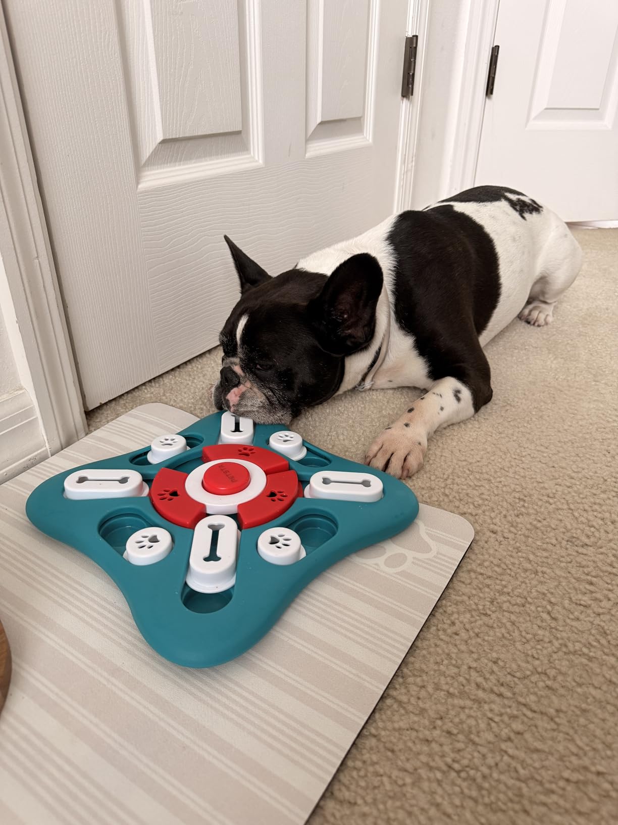 PETSTA Dog Puzzle Toys, Treat Dispensing Dog Enrichment Toys for IQ Training and Brain Stimulation, Interactive Mentally Stimulating Toys as Gifts for Puppies, Cats, Dogs customer photo 1