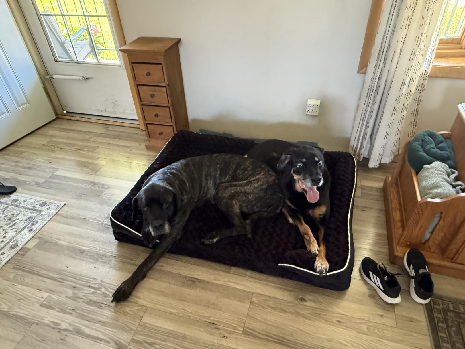 WNPETHOME Orthopedic Washable Dog Bed Large for Senior Dog Cozy Sleep customer photo 1