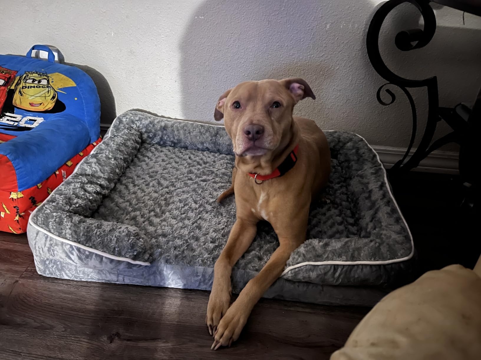 WNPETHOME Orthopedic Washable Dog Bed Large for Senior Dog Cozy Sleep customer photo 2
