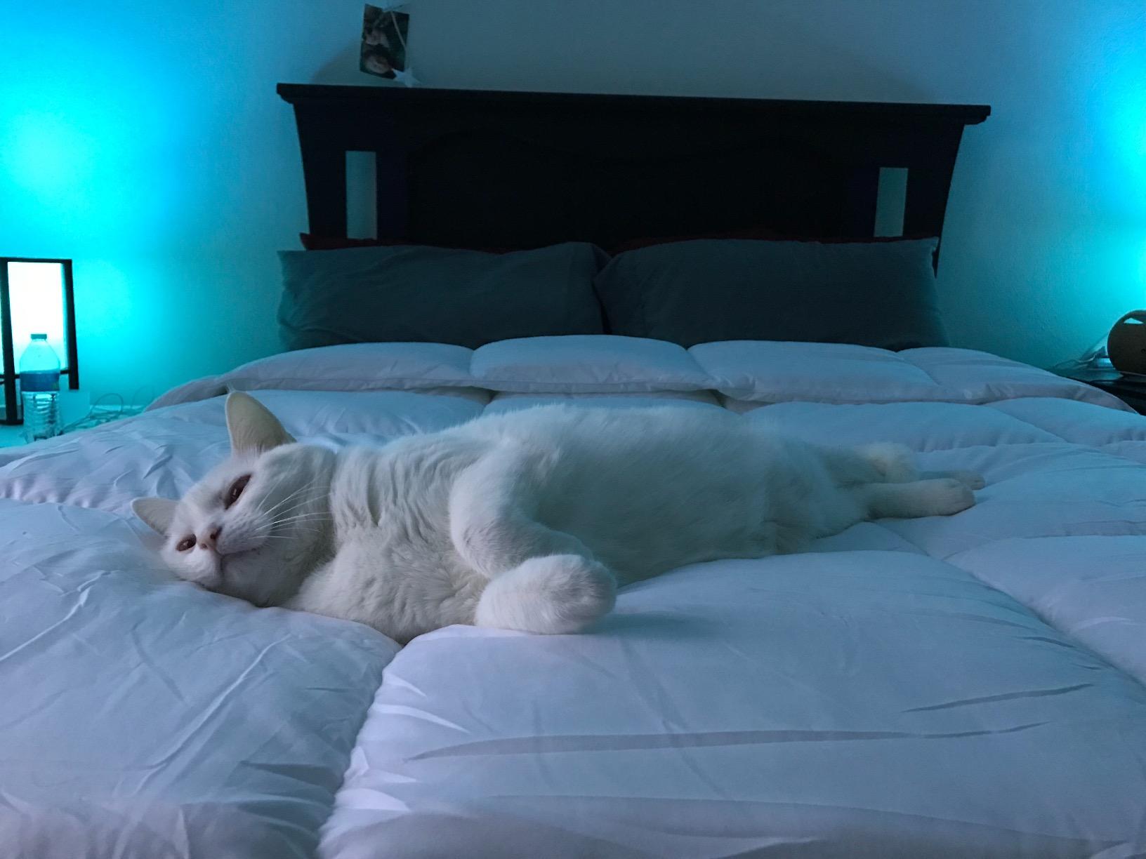 Utopia Bedding Queen Comforter, Duvet Insert, Light Grey, 88 x 88 Inches customer photo 1