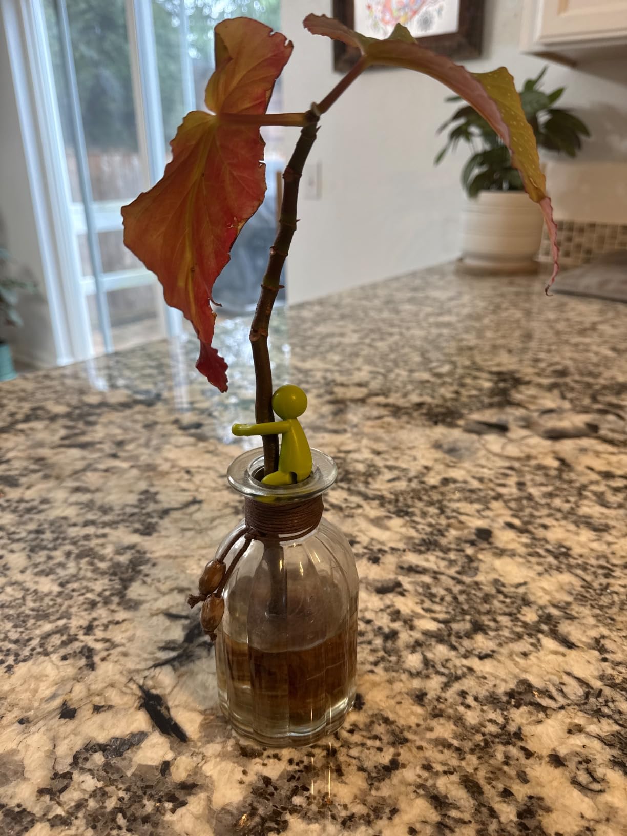 Leafriend: Plant Propagation Buddy; Plant Support for Sprouts, Stems, Shoots, and Cuttings; 3 Cute Plant Supports for a Plant Propagation Station or an Indoor Garden; Plant Lover Gifts by Peleg Design customer photo 2