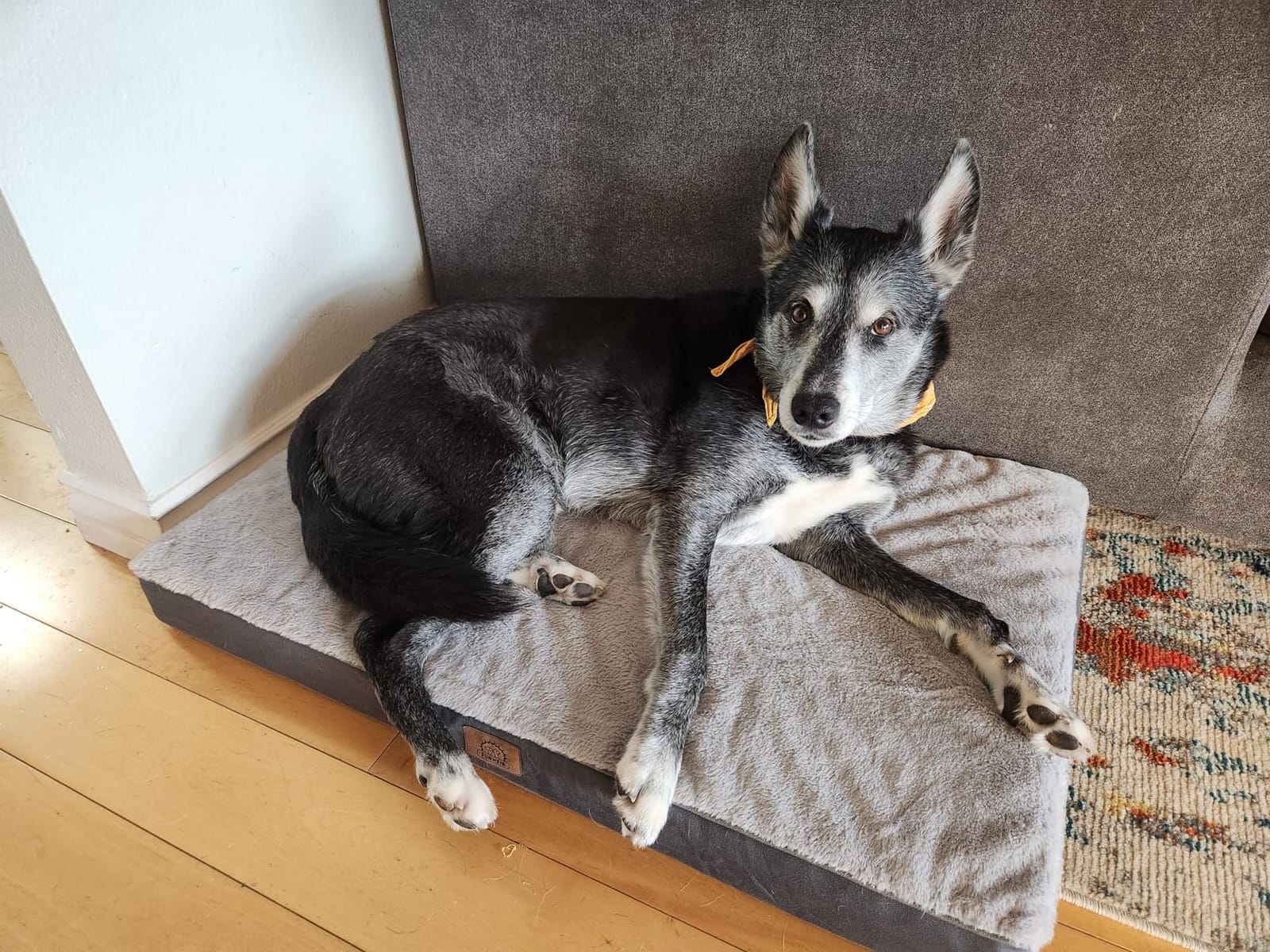 Sunheir Washable Orthopedic Large Dog Bed with Removable Cover, Pet Bed Mat customer photo 1