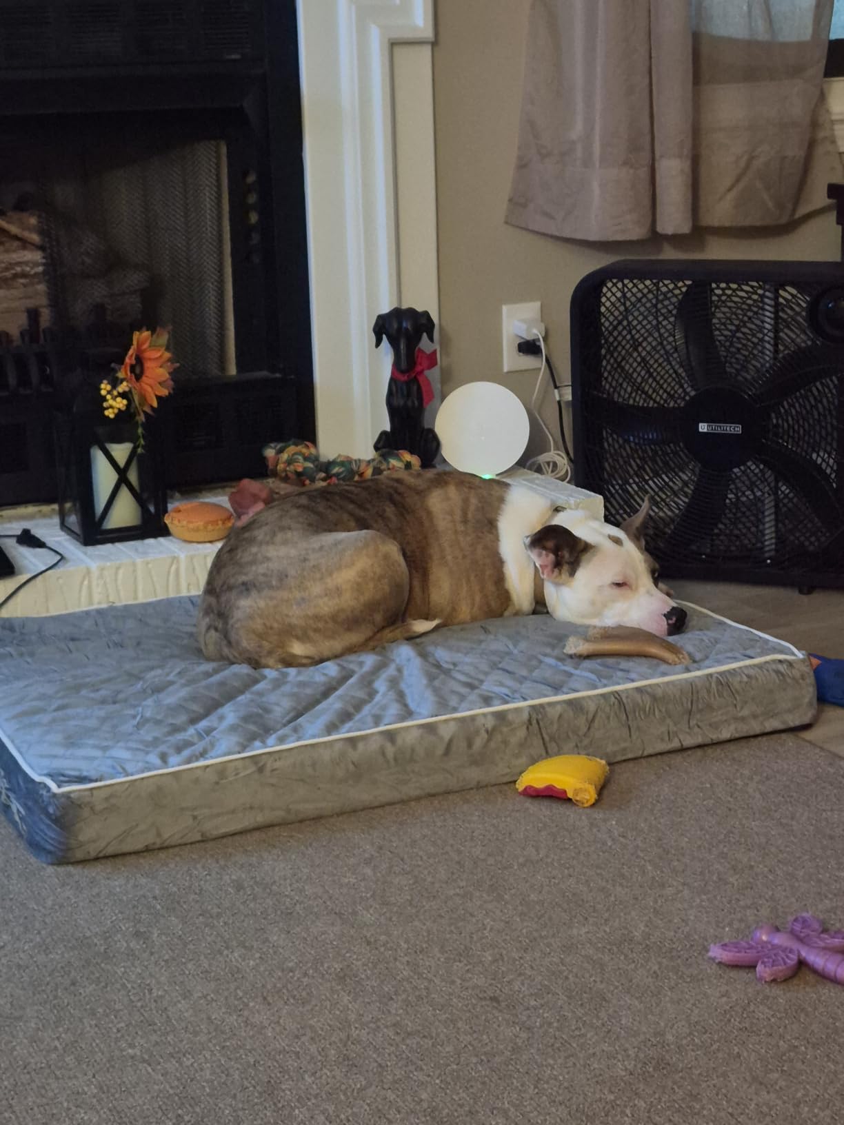 WNPETHOME Orthopedic Waterproof Extra Large Senior Dogs Bed for Comfy Sleep | XL Washable Ped Bed with Removable Cover, Multi-Needle Quilting XL Crate Bed for Large Sized Dog Relax, Light Grey 42x30 Inch customer photo 1