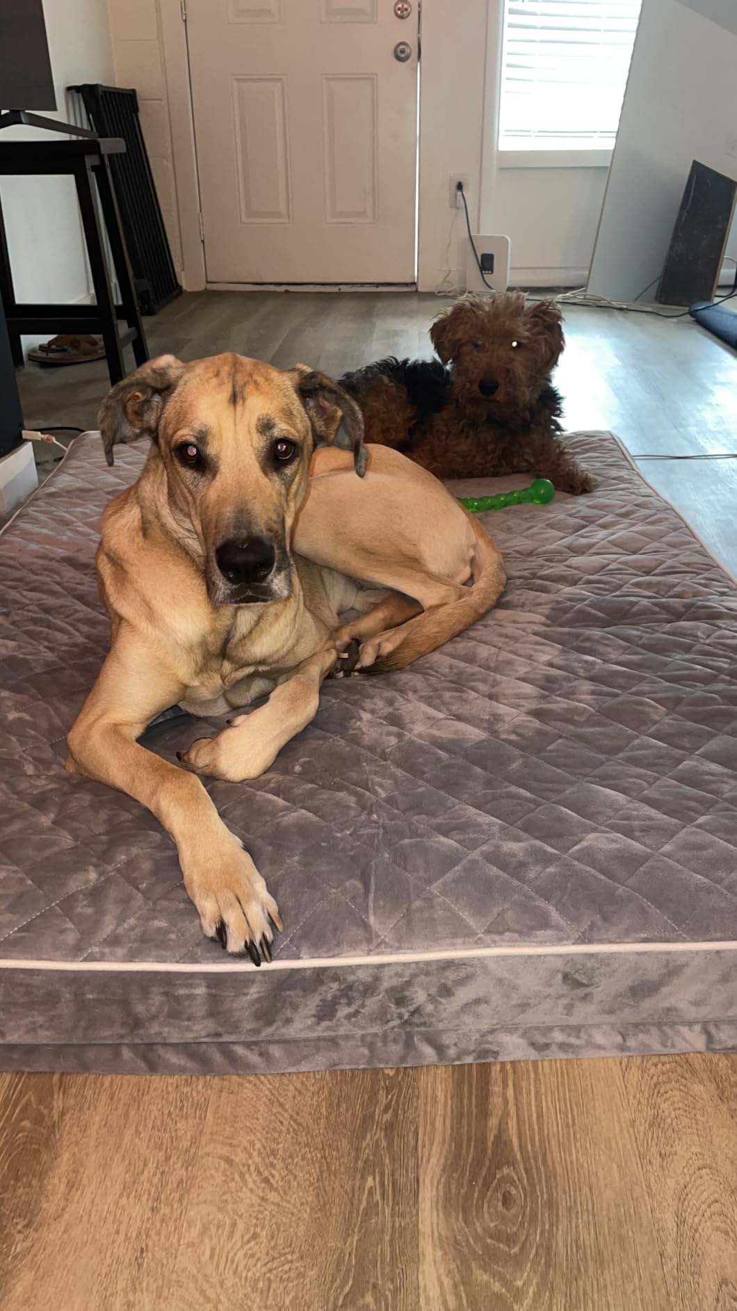WNPETHOME Orthopedic Waterproof Extra Large Senior Dogs Bed for Comfy Sleep | XL Washable Ped Bed with Removable Cover, Multi-Needle Quilting XL Crate Bed for Large Sized Dog Relax, Light Grey 42x30 Inch customer photo 2