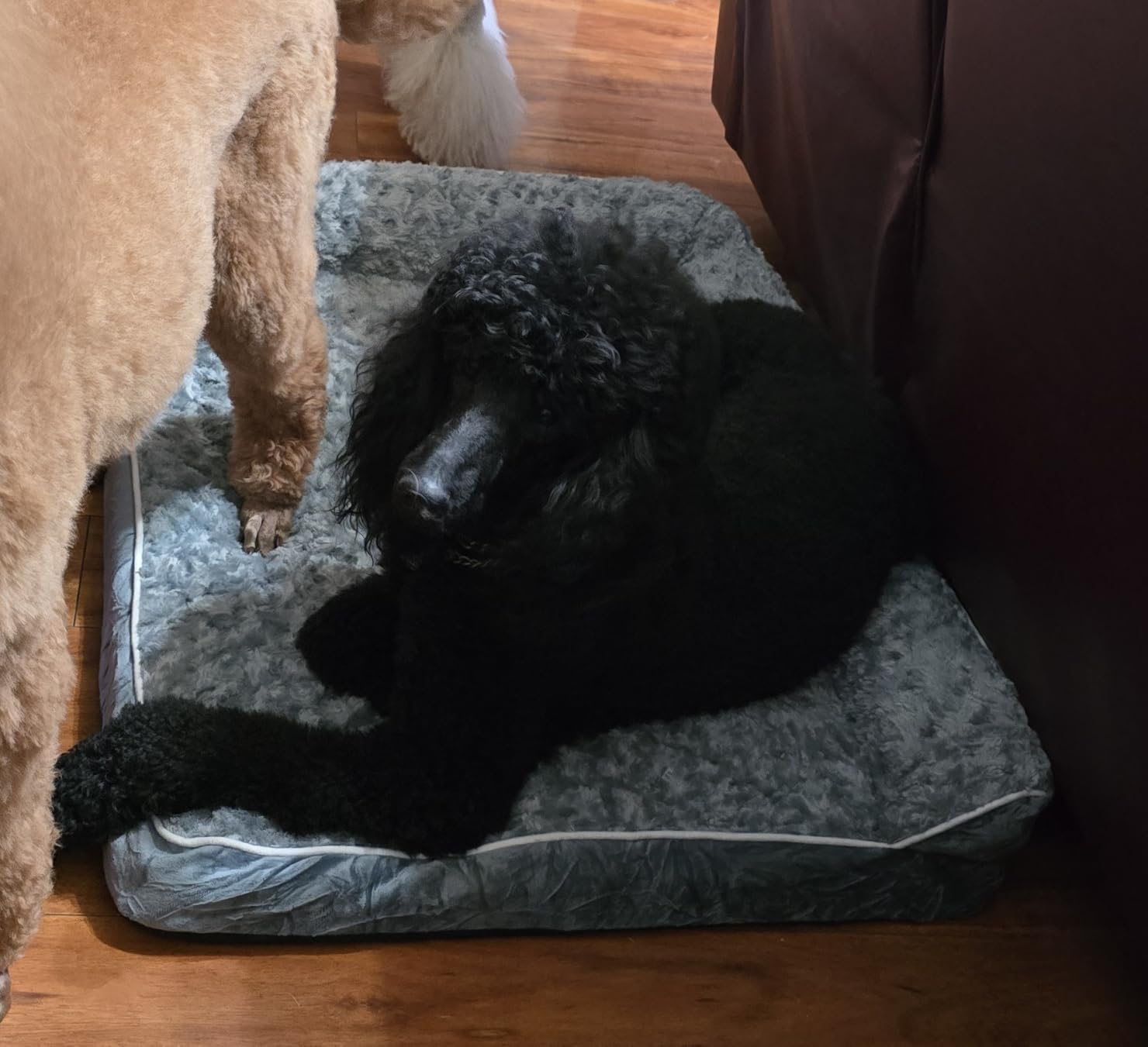 BFPETHOME Orthopedic Washable Dog Bed, Sleeping Couch for Large Senior Dogs customer photo 2