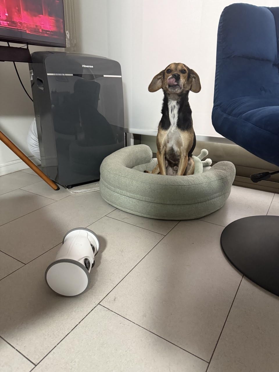 Owl Robot: 1080P Full HD Pet Camera with Treat Dispenser, Interactive Toy for Dogs and Cats, Full House Mobile Monitoring via App,2 Way Talk,No Monthly Fee (Only 2.4G WiFi) customer photo 2