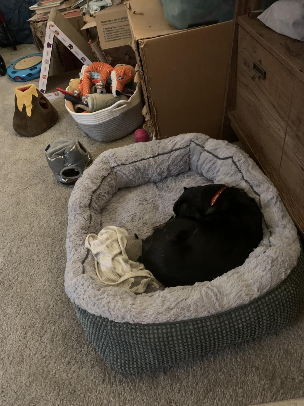 INVENHO Large Dog Beds for Large Dogs Washable, Rectangle Dog Beds Large Sized Dog, Orthopedic Dog Bed, Warming Soft Sleeping Puppy Bed Durable Pet Bed with Anti-Slip Bottom L(35