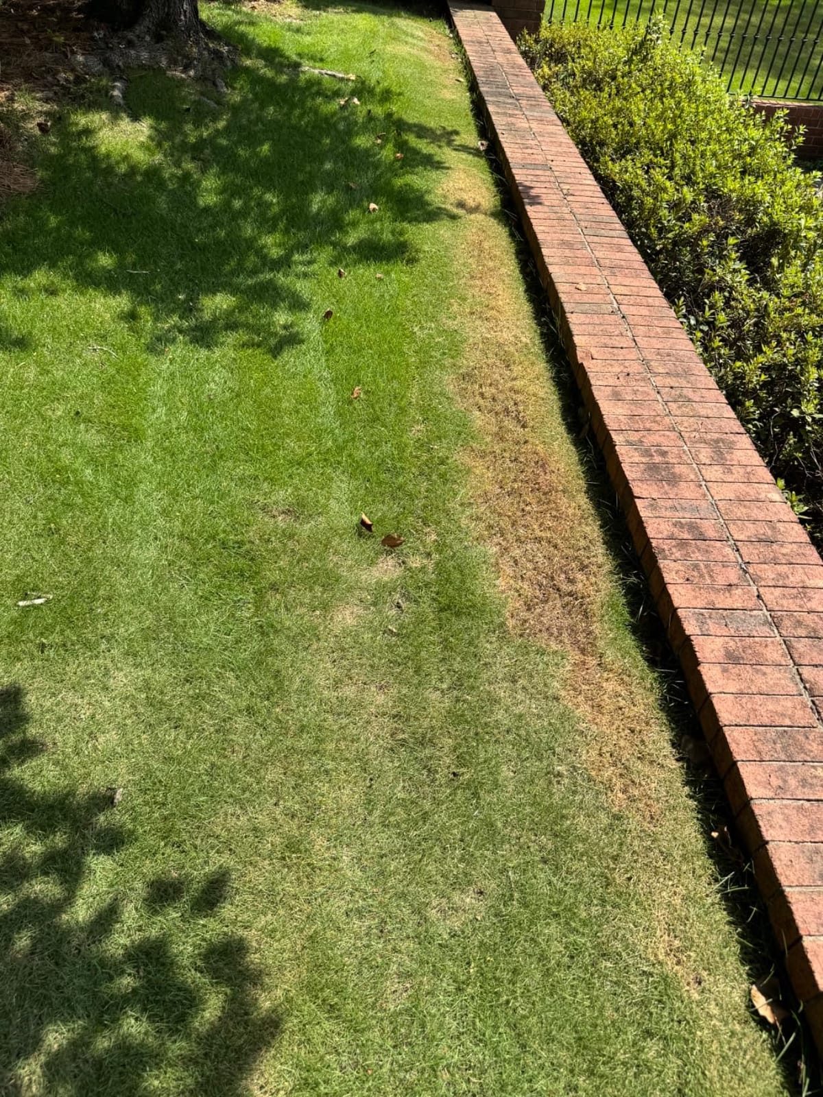 EGO Power+ Electric Lawn Mower, Self-Propelled Cordless with Touch Drive, Includes (2) 56V 4.0Ah Batteries and Rapid Charger – LM2122SP-2 customer photo 2