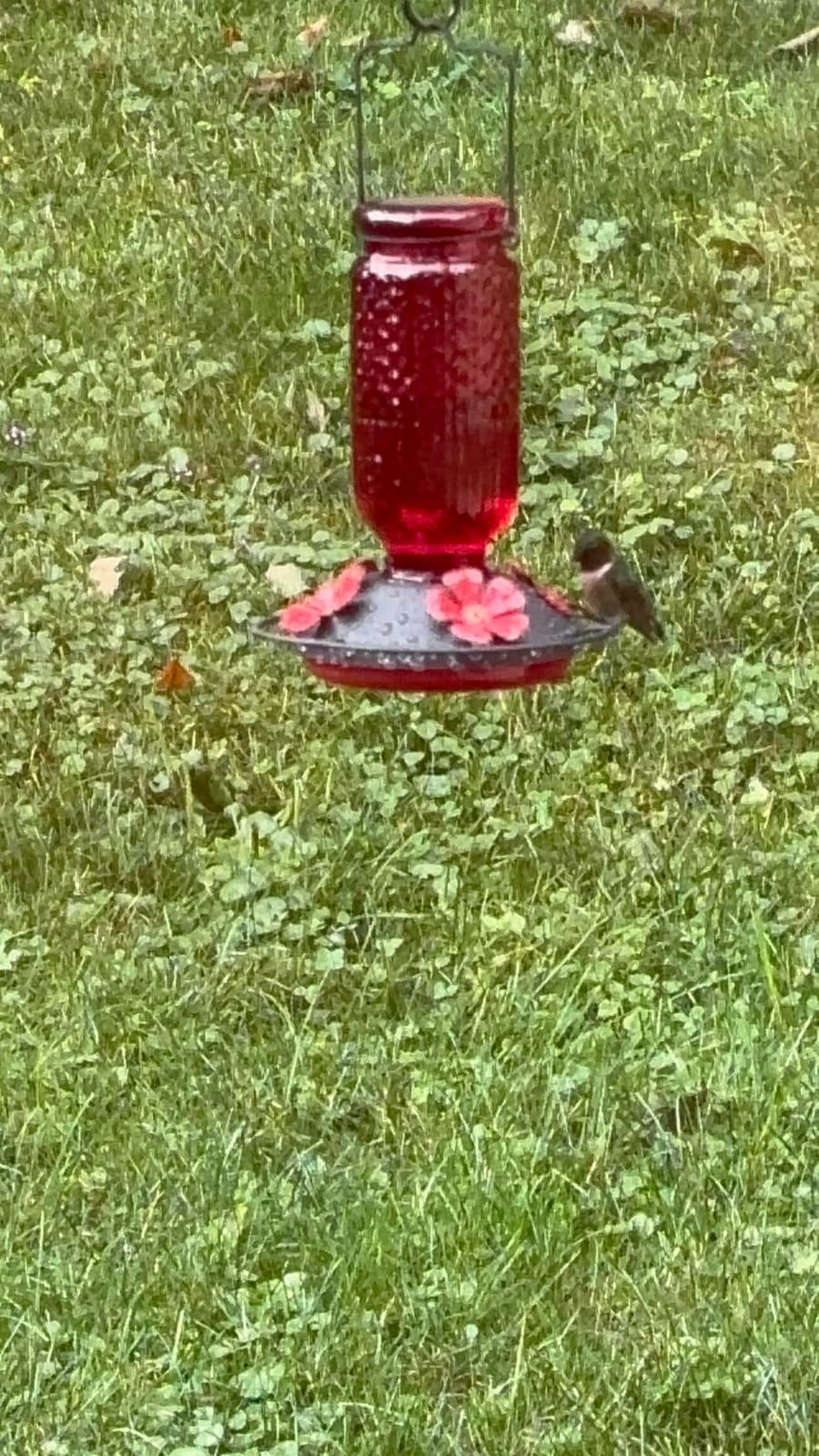 FEED GARDEN Glass Hummingbird Feeder for Outdoors Hanging, 16 oz Leak-Proof Nectar Feeder with Bee Guards & Ant Moat, 4 Metal Flower Feeding Ports, 360° Perch Ring, Easy Refill & Clean, Red customer photo 2