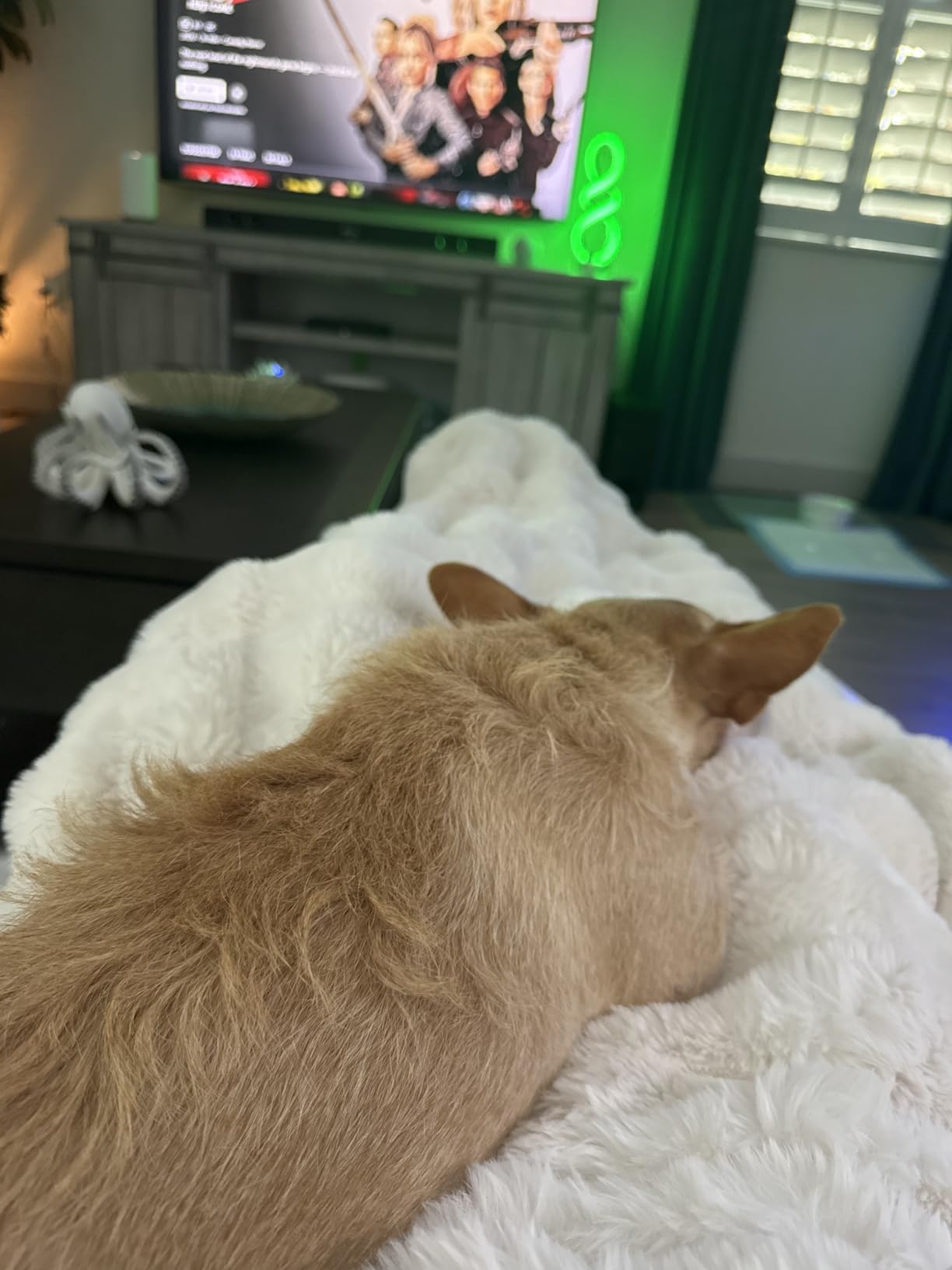 Cozy Bliss Faux Fur Throw Blanket for Couch, Fuzzy Soft Plush Thick Bubble Blanket for Sofa Bedroom Living Room, 60 * 80 Inches Cream White customer photo 1