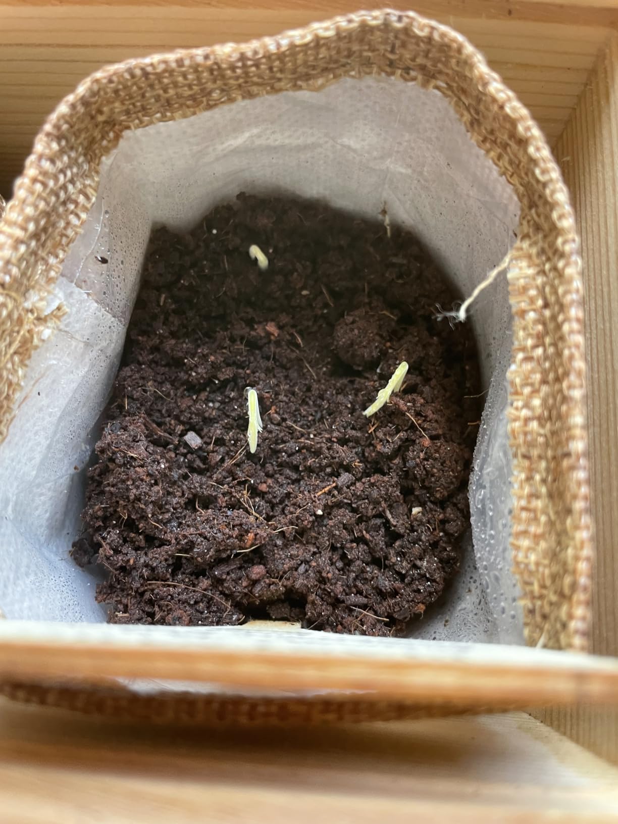 Bonsai Tree Kit Deluxe - Growing 5 Unique Japanese Bonzai Trees customer photo 2