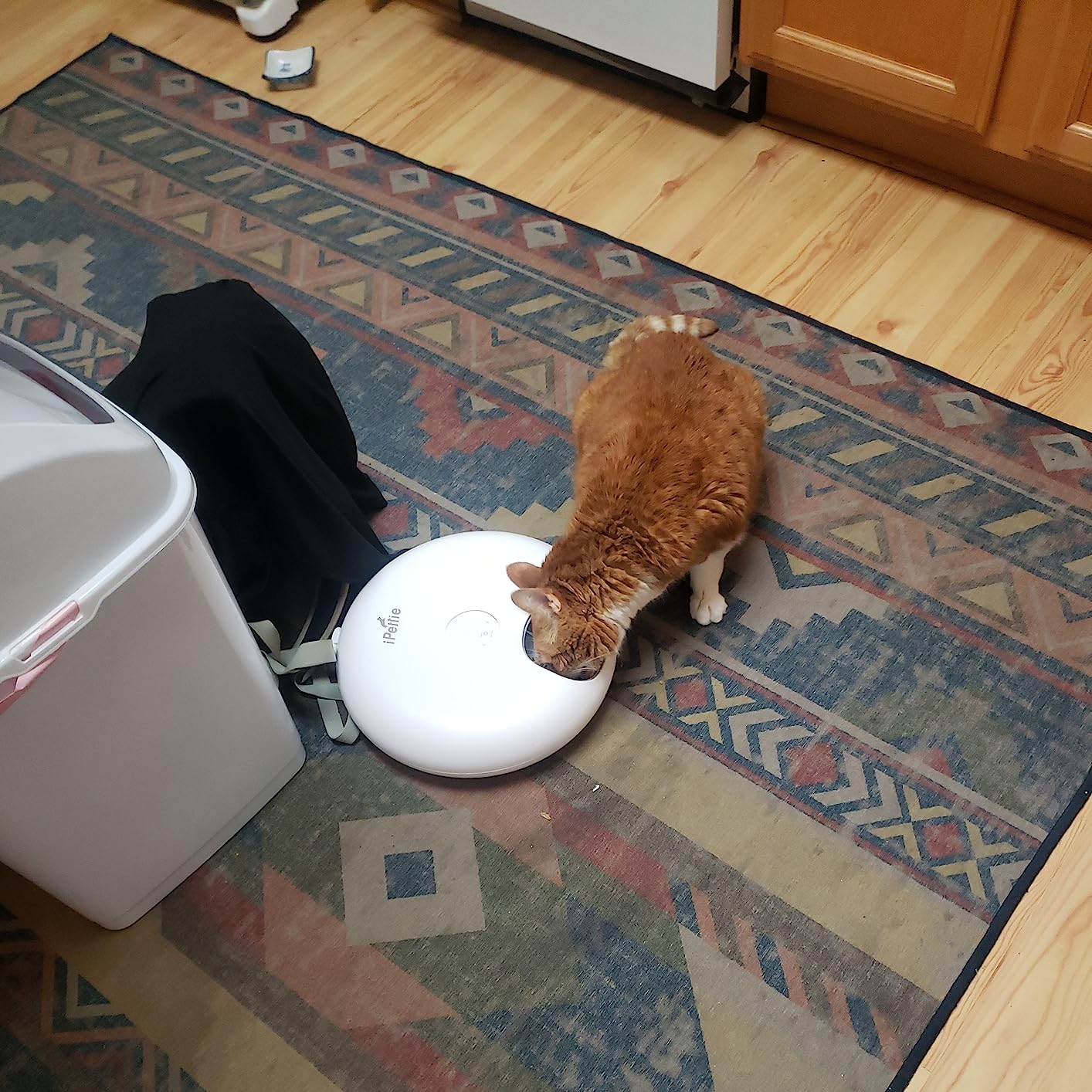 iPettie Donut Frost WiFi 6 Meal Automatic Wet Food Feeder with Ice Packs customer photo 1