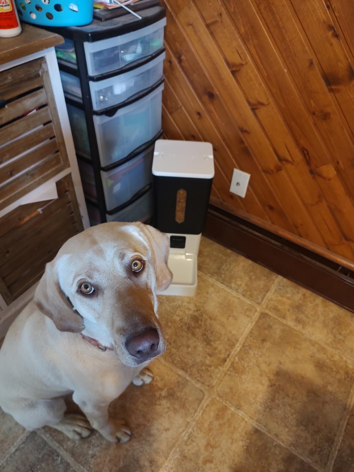 Large Breed Automatic Dog Feeder: 12L/50 Cups for 20-Days Food customer photo 2